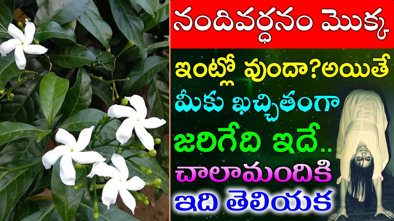 నందివర్ధనం మొక్క ఇంట్లో వుందా..అయితే మీకు ఖచ్చితంగా జరిగేది ఇదే ..చాలామందికి ఇది తెలియక.