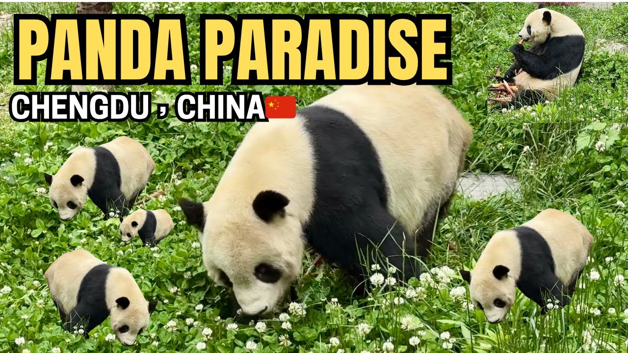 INSIDE WOLONG PANDA BASE🐼 GIANT PANDA RESEARCH | BREEDING & CONSERVATION IN CHINA #panda #china