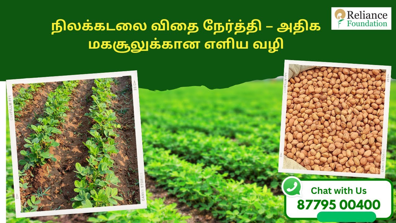 நிலக்கடலை விதை நேர்த்தி – அதிக மகசூலுக்கான எளிய வழி | Biological seed treatment for Groundnut