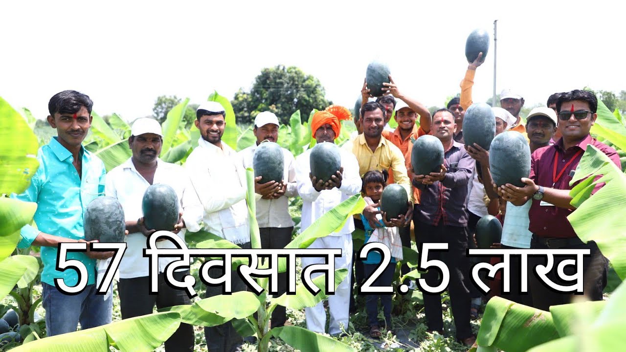 केळीच्या बागेत कलिंगड ५७ दिवसात खर्चवजा अडीच लाख | कलिंगड लागवड माहीती केळी अंतरपिक | kalingad