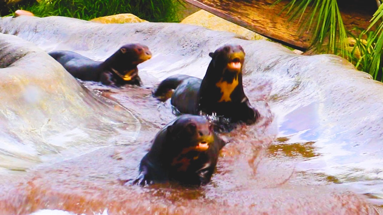 Funny Otters Compilation - TRY NOT LAUGH 🤣 || PETASTIC 🐾
