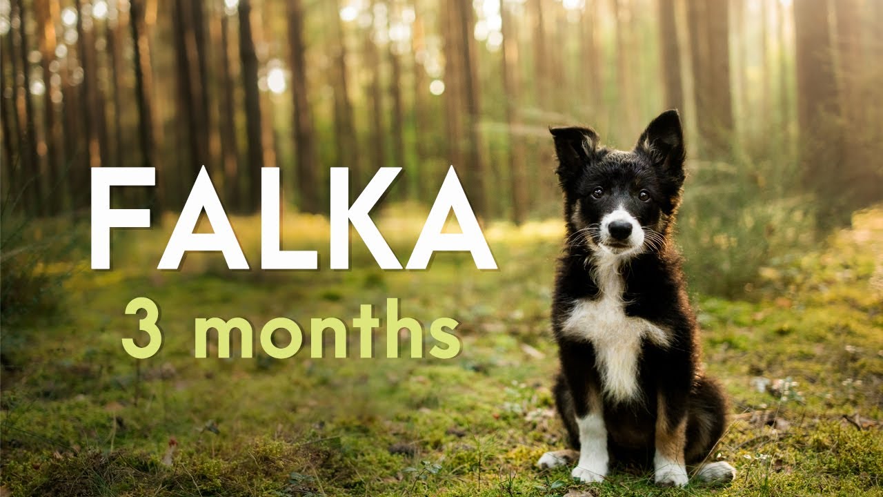 ★ FALKA ★ border collie puppy (3 months) ★ fci obedience