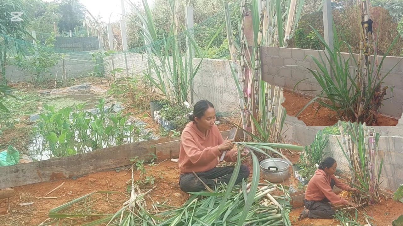 หลายคนก็อาดไม่เคยกิน 27 กุมภาพันธ์ ค.ศ. 2026