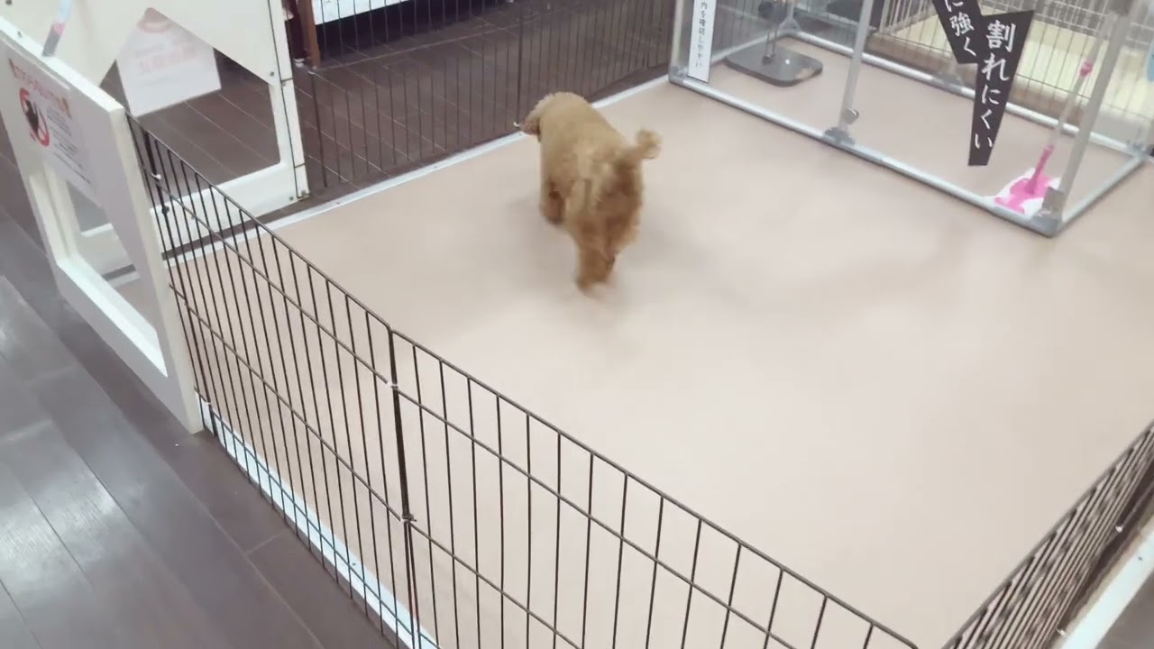 ペットショップ犬の家倉敷中庄店「ミルクちゃん」「132707」