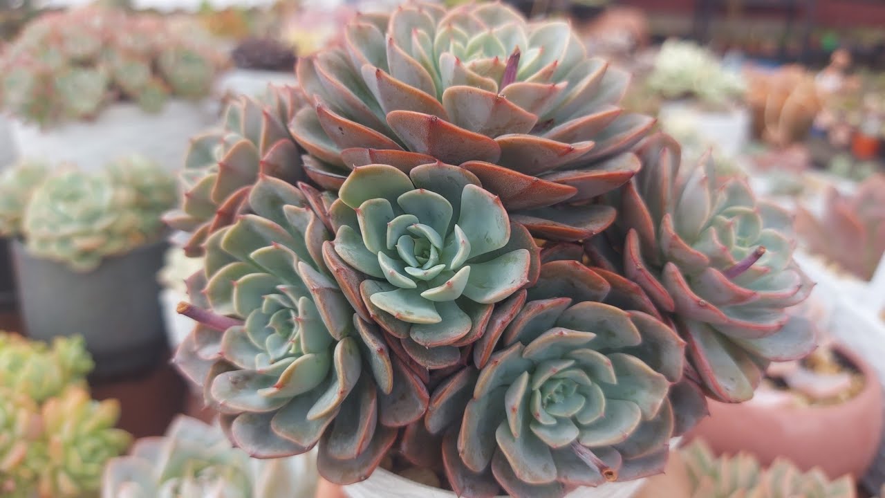 SUCULENTAS CULTIVADAS SEM CHUVAS!