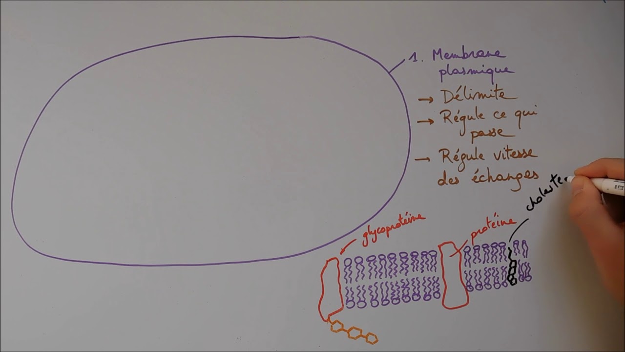 Structure cellulaire 1 - Membrane, noyau, appareil de Golgi