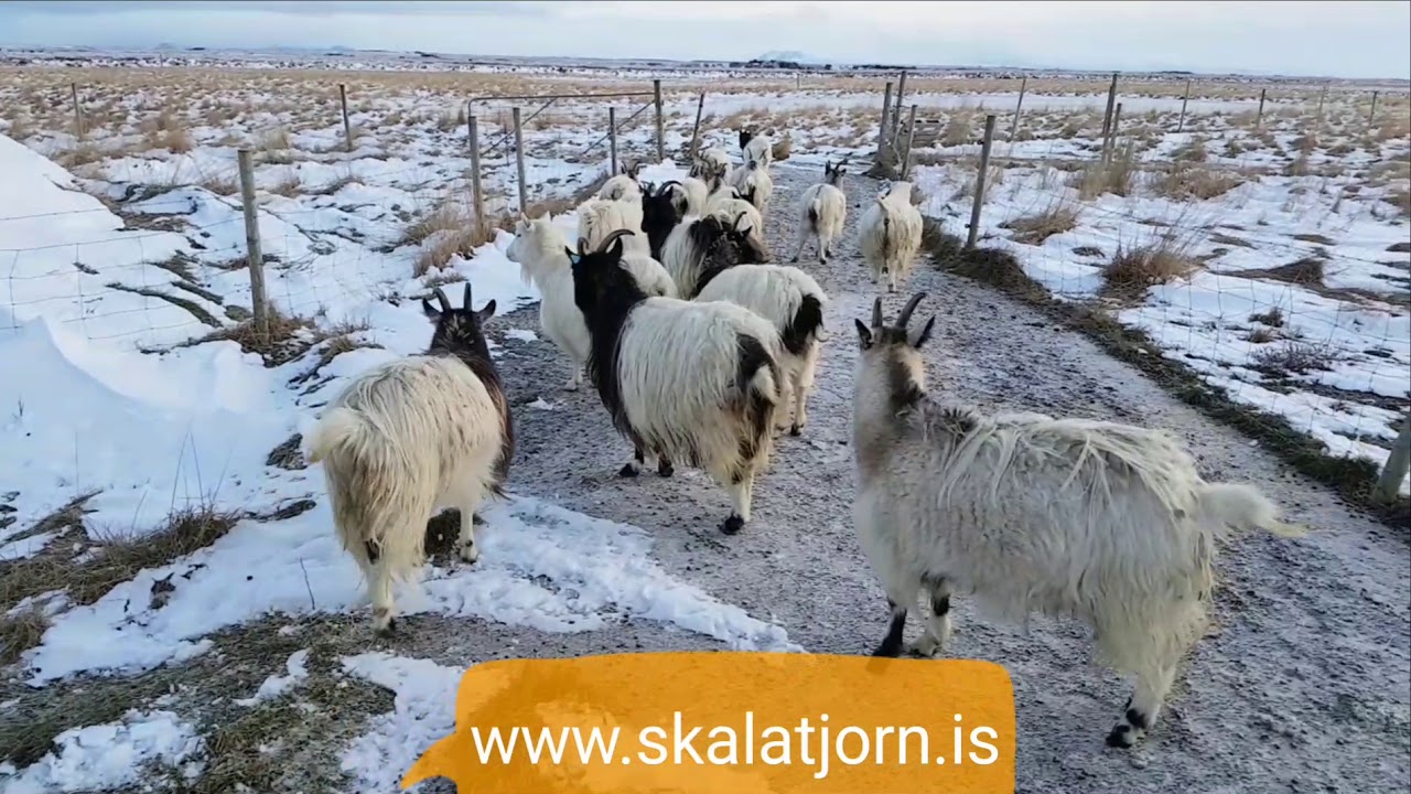 Icelandic goats sk&aacute;latj&ouml;rn