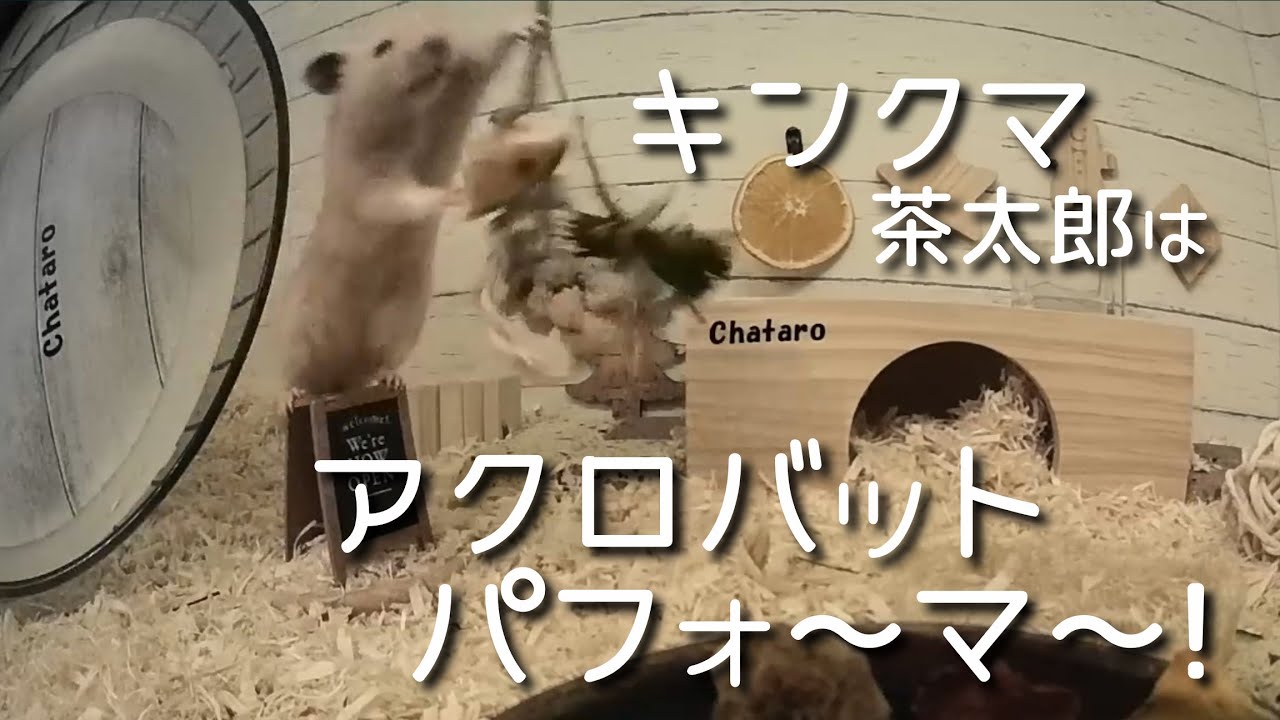 きんくまのアクロバティックな遊び