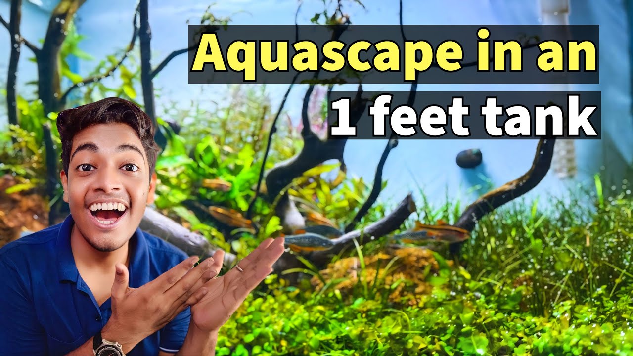 No CO2 Nano aquascape with collected native rocks & driftwoods !