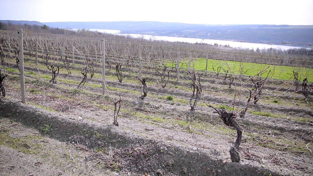 Finger Lakes Fun Facts: How much do you know about the Finger Lakes?