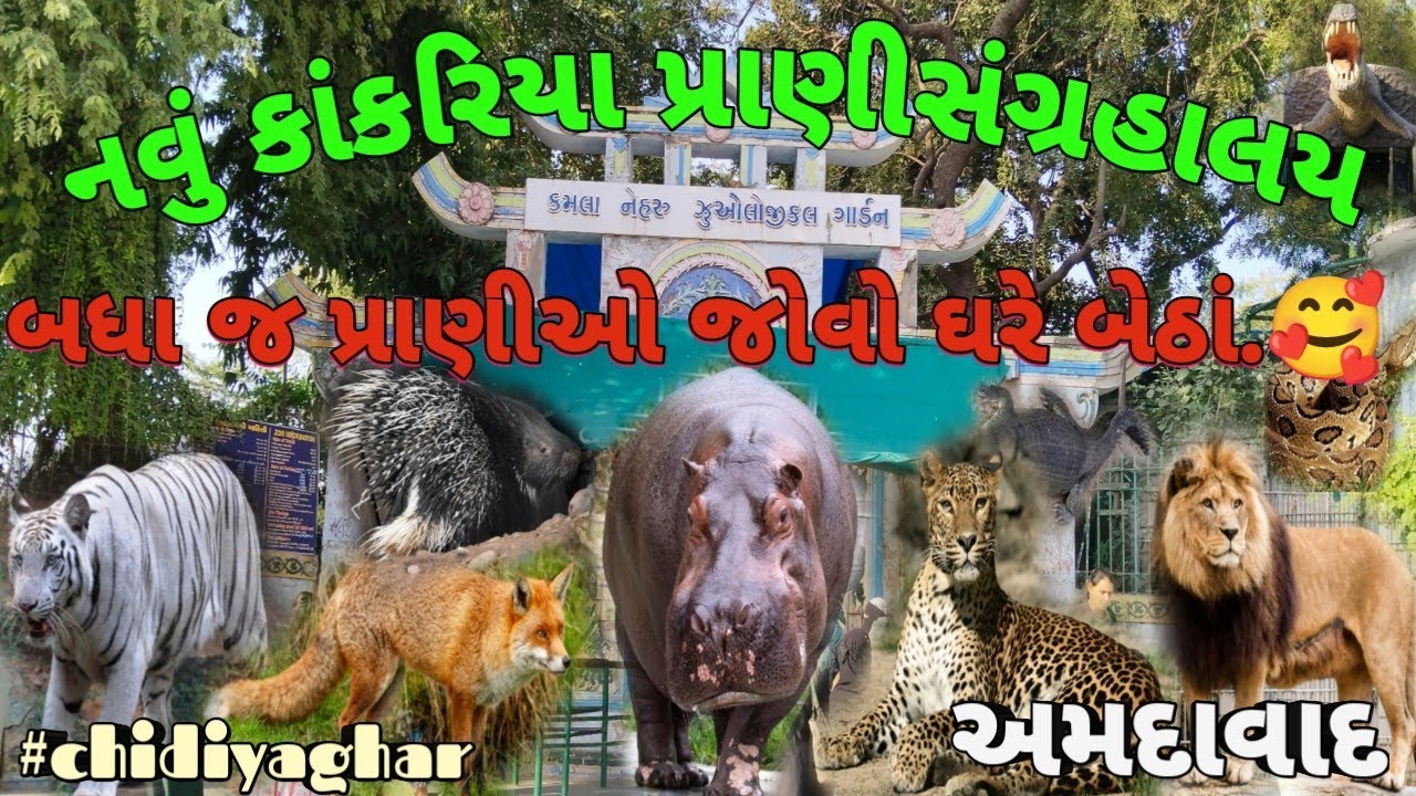 ઘરે બેઠાં જુઓ પ્રાણી સંગ્રહાલય અમદાવાદ.||kankariya zoo Ahmedabad.chidiyaghar