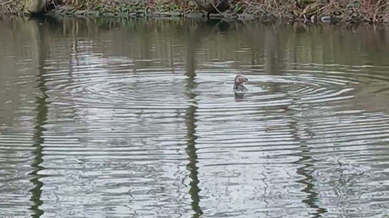 More Otter in Albert Park Middlesbrough February 25th #suburbanwildlife  #otters. 