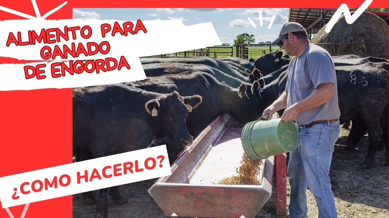 CÓMO PREPARAR ALIMENTO PARA GANADO DE ENGORDA | REVOLVER ALIMENTO PARA GANADO