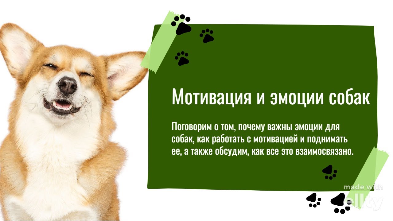 МОТИВАЦИЯ И ЭМОЦИИ СОБАК| Что это и почему это важно?