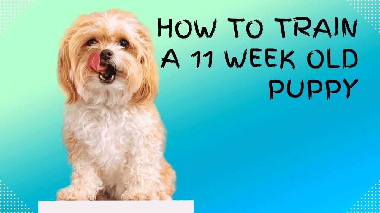 Puppy Springer Spaniel Training - Sit,Stay,Lie down,Fetch/Come