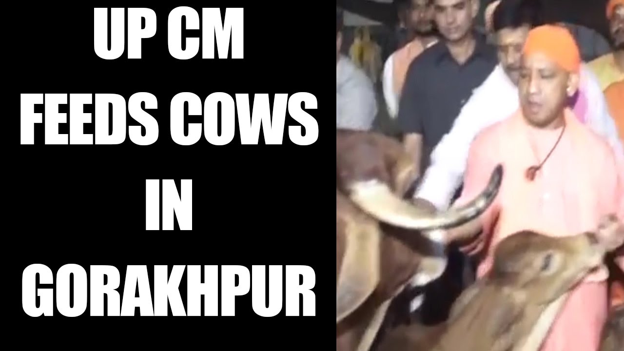 Yogi Adityanath feeds cows in Gorakhpur, Watch Video | Oneindia News