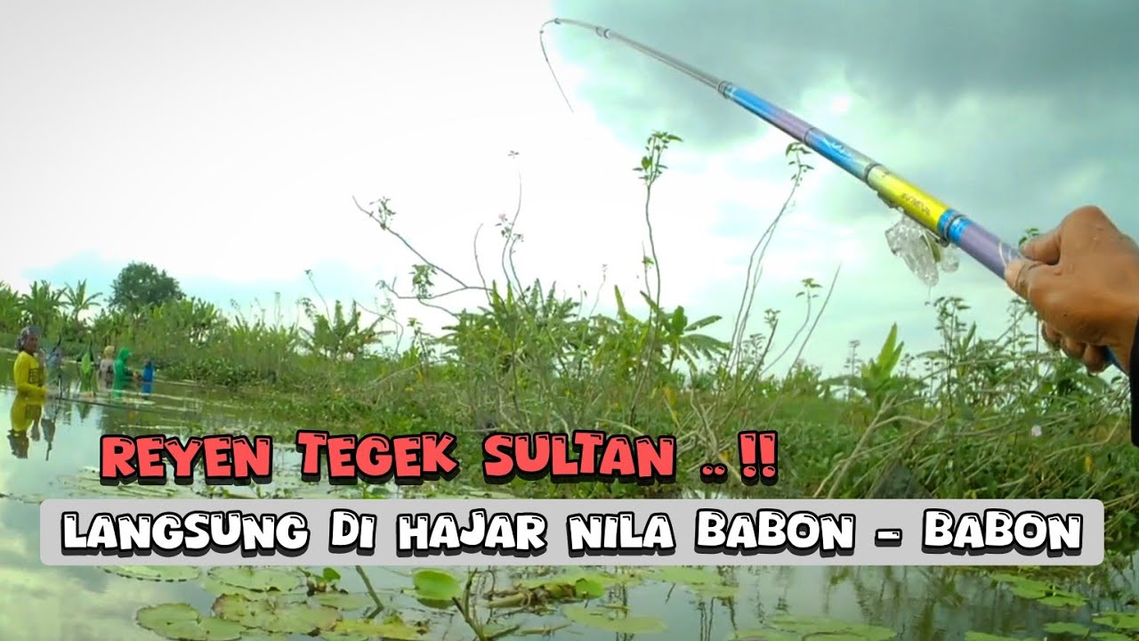MANTAP❗BARU PERTAMA PEGANG TEGEK SULTAN LANGSUNG DI HAJAR NILA BABON - BABON