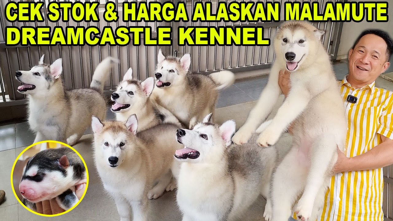 Stok & Harga Puppy Alaskan Malamute DreamCastle Kennel