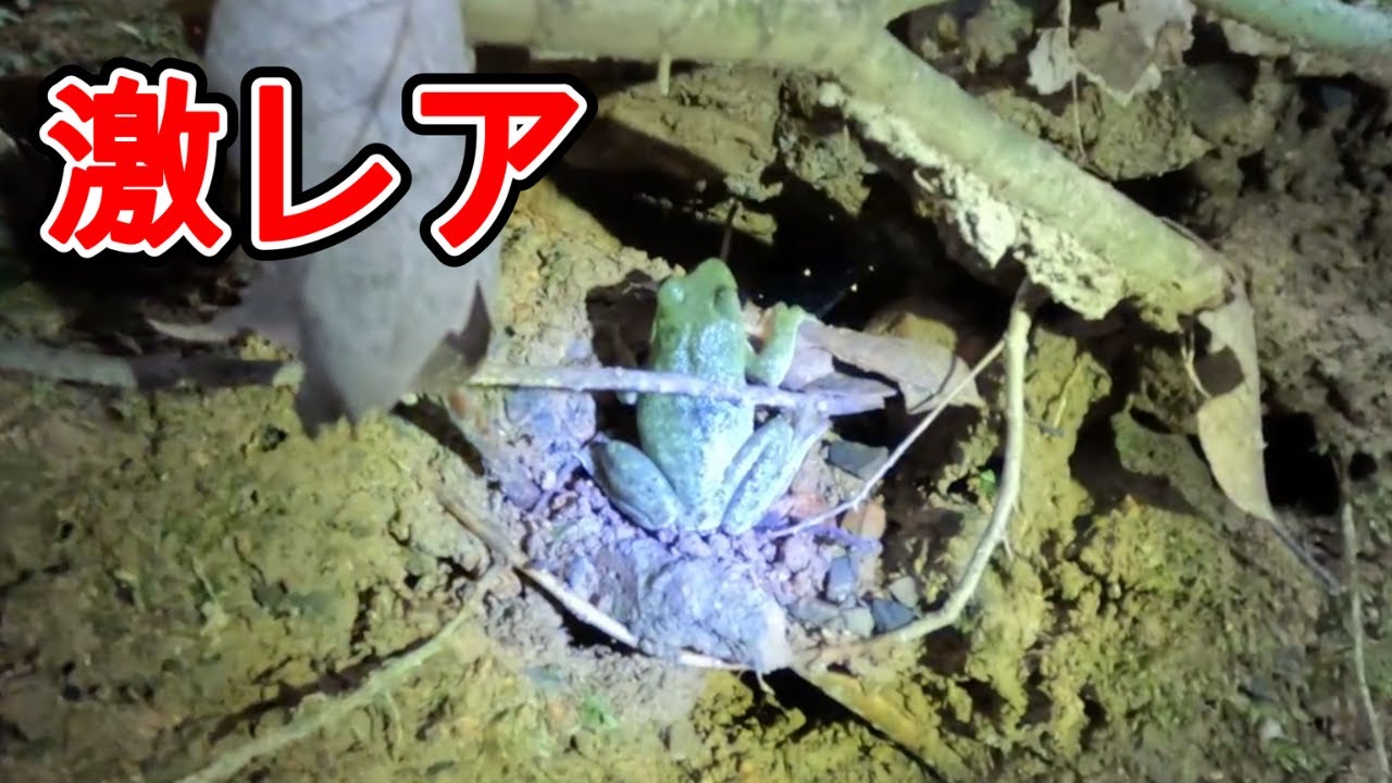 渓流で激レアカエルを発見