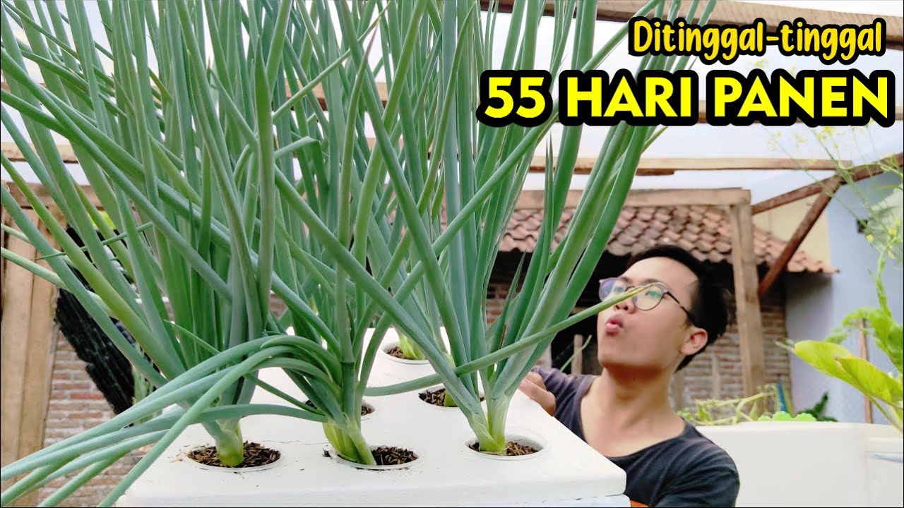 SUBUR PANEN MANTAP!! Menanam Daun Bawang Mudah Minim Perawatan | Hidroponik