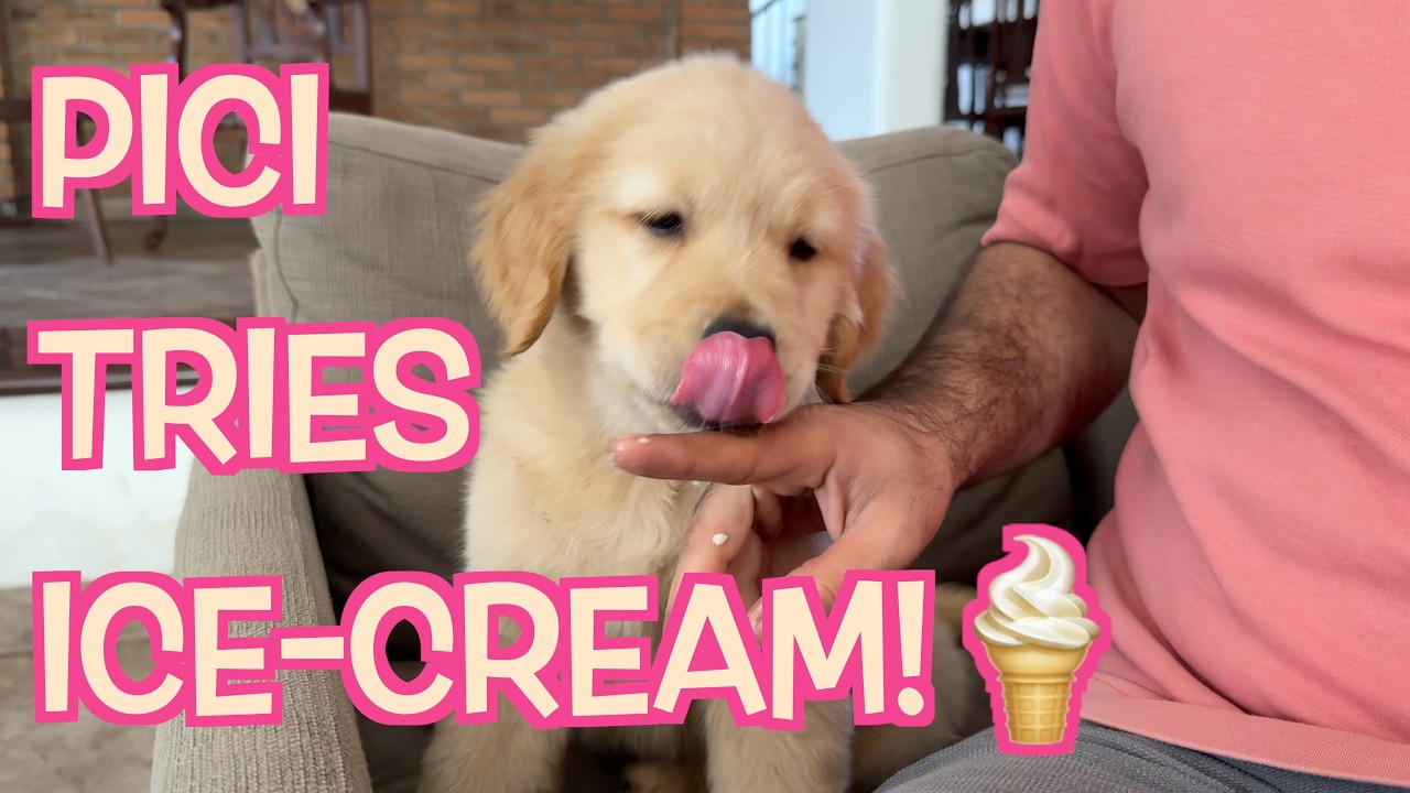 PICI TRIES ICE-CREAM🍦+ PATCH BITES THE GROOMER!!! 🫣 - S3E20
