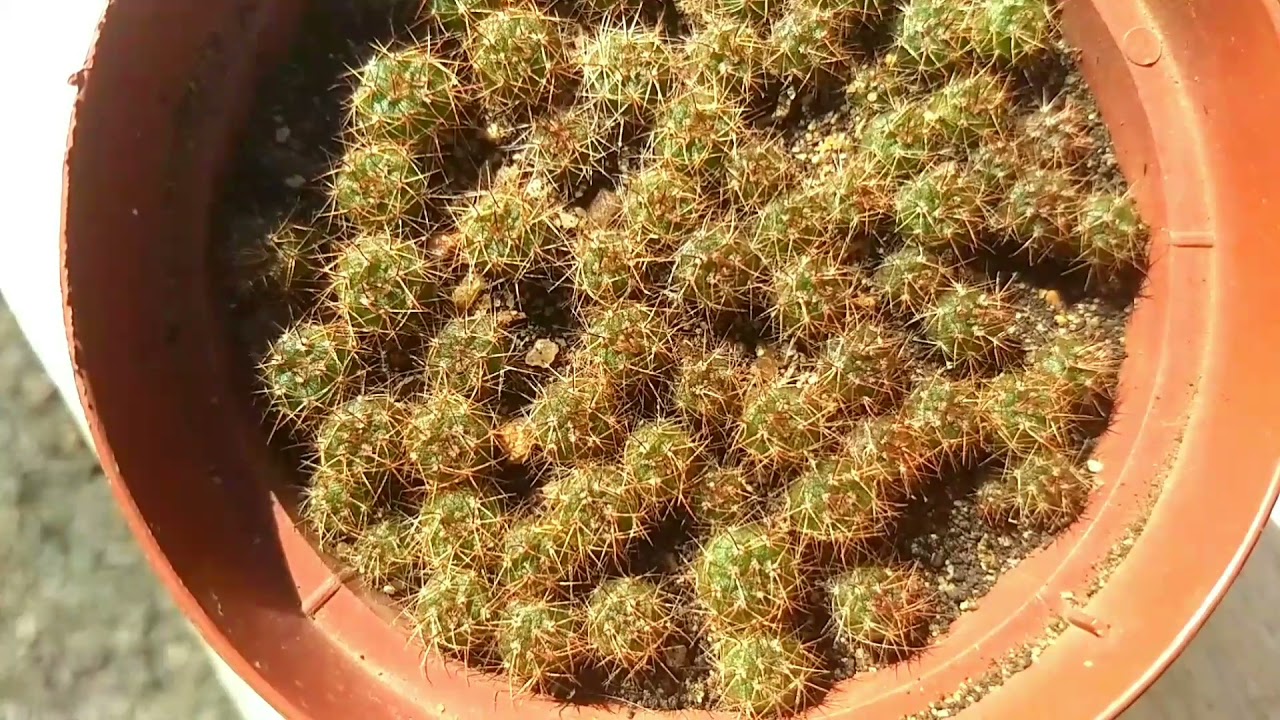 Evolu&ccedil;&atilde;o dos cactos que plantei de sementes colhidas.