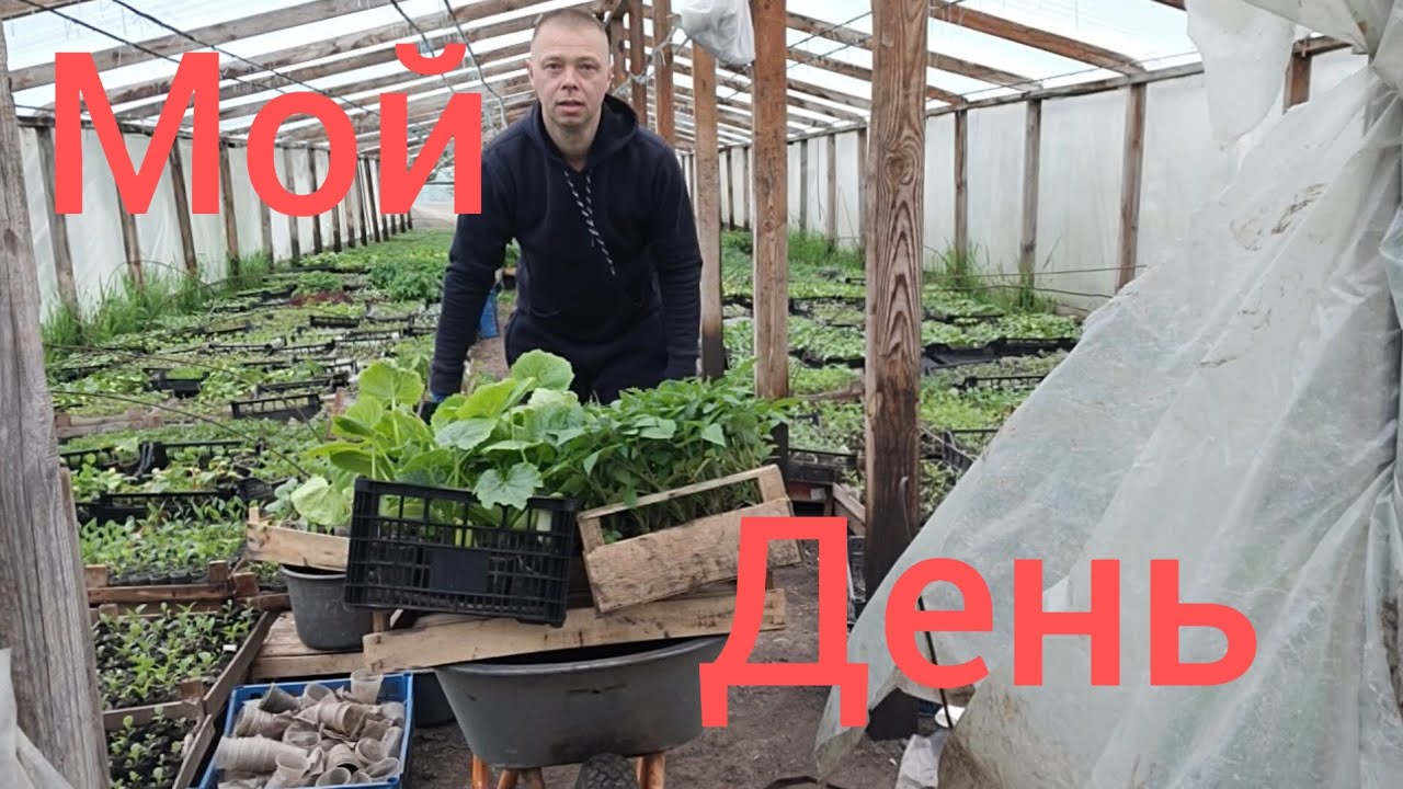 Мой робочий день жизни за пол часа.Работа в теплице.