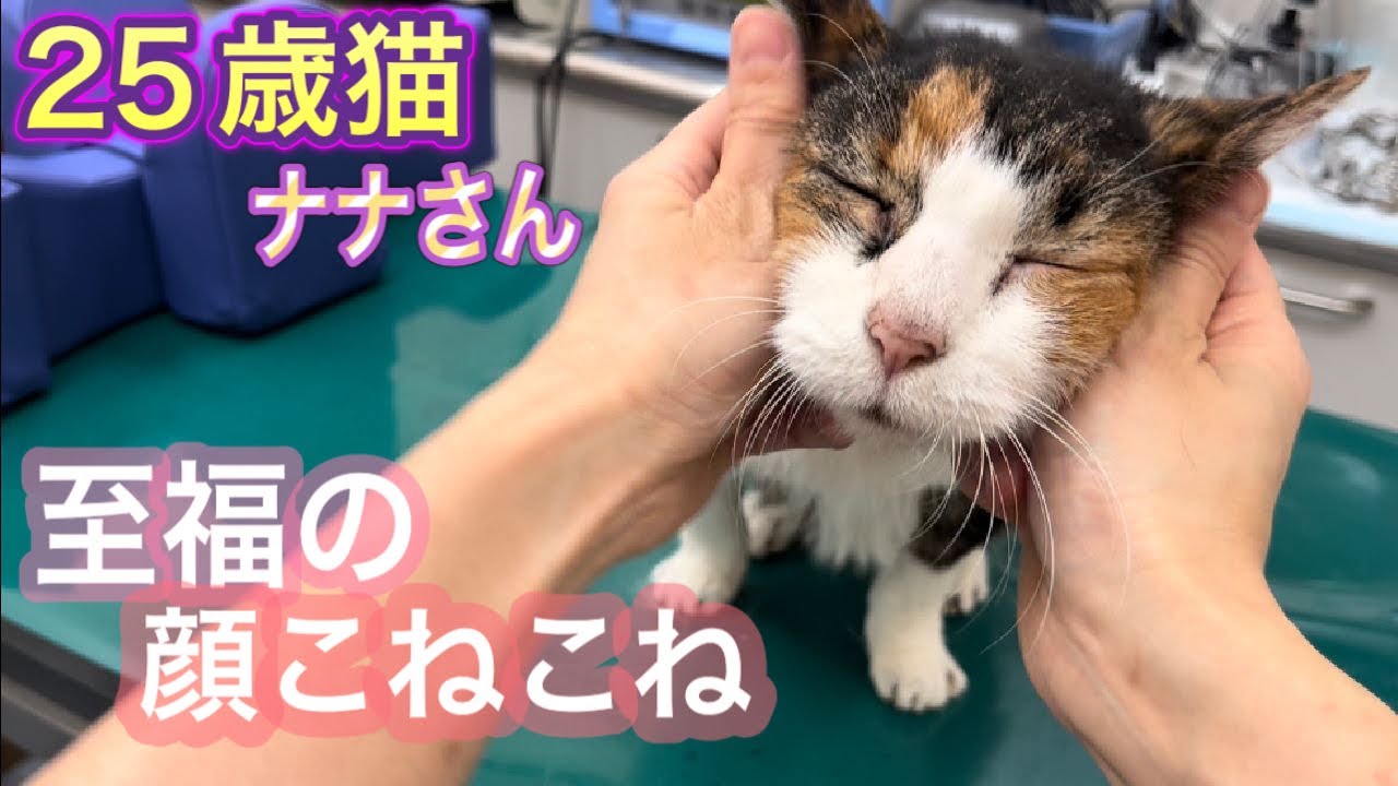25歳猫に顔マッサージしていたら、こね終わりが分からなくなりました。