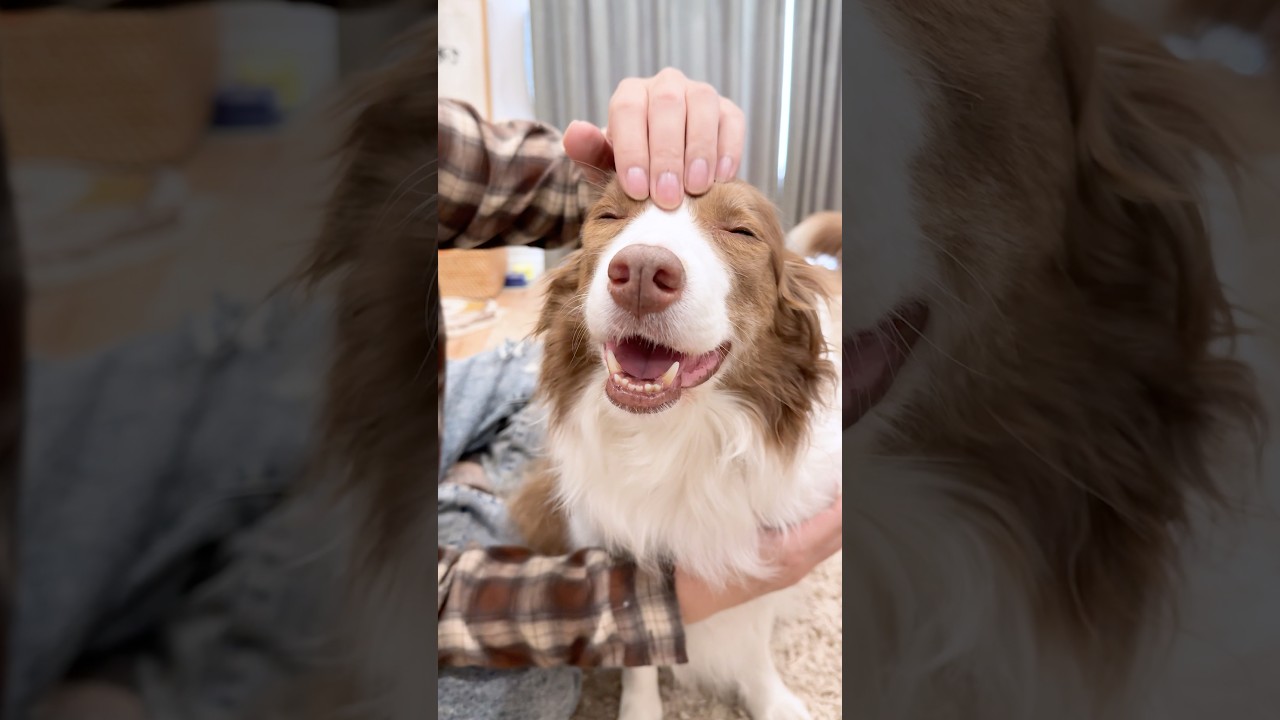 頭をこねこねされると笑顔になっちゃう犬が可愛い😂♡【ボーダーコリー・オーストラリアンシェパード】#shorts