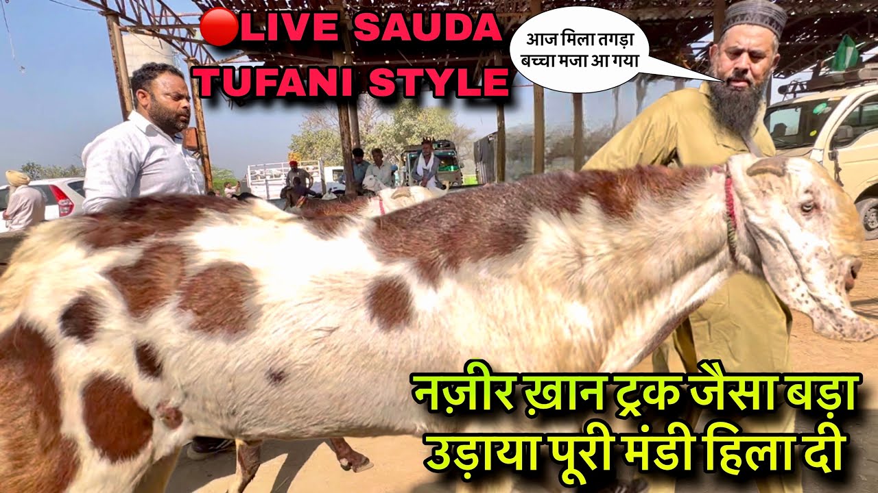 नज़ीर ख़ान ट्रक जैसा बड़ा उड़ाया पूरी मंडी हिला दी @farmingbaba #live_sauda tufani style bade bakre