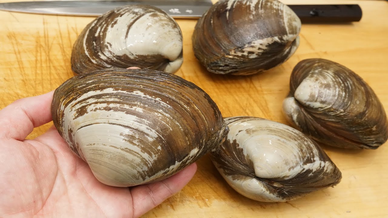 ホッキ貝のさばき方と刺身の作り方（軽く湯引きすることで色鮮やかになり、甘みも増して美味しくなる）