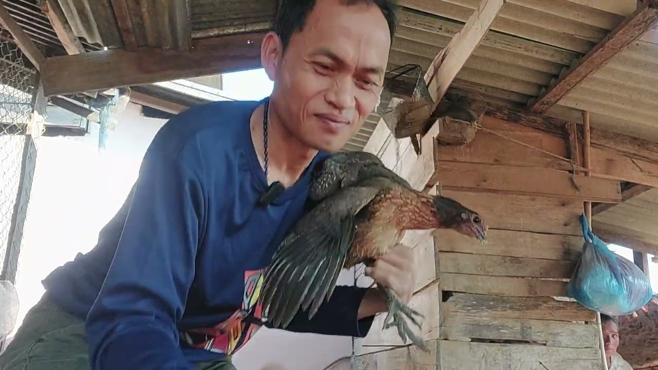 วิธีเลี้ยงไก่ลาบ แบบธรรมชาติของชนบท #ชนบทลาว 