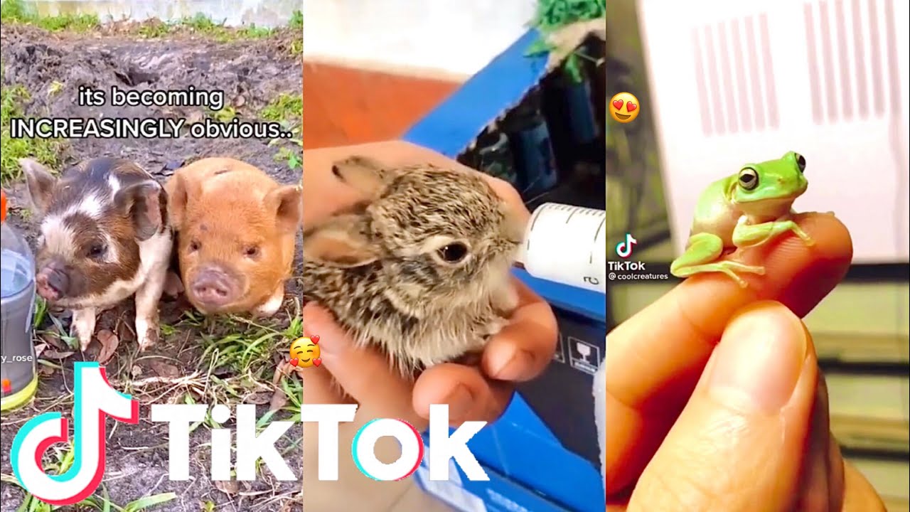 Tiny Adorable Animals of Tik Tok - the smallest cutest animals | Tik Tok Animals