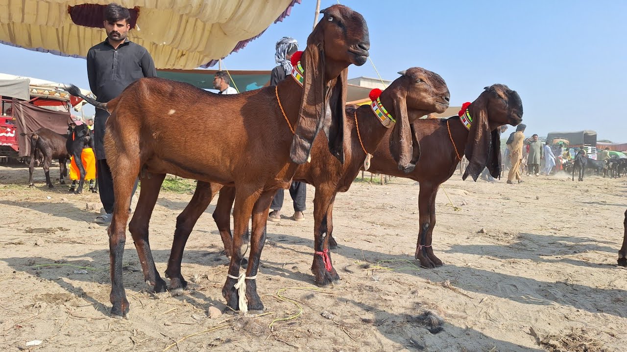 Punjab Maveshi Mandi Pakistan Out Class Pregnant Beetal Goats | Milking Beetal Goat