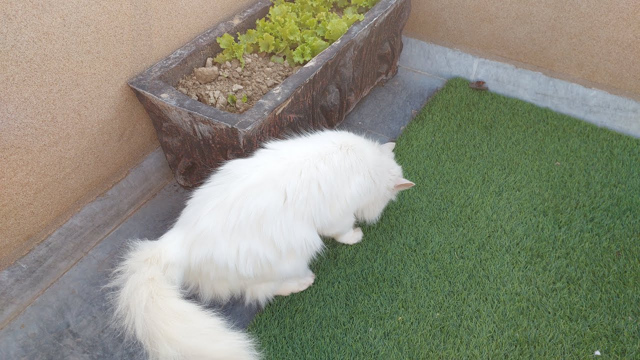 Cat Is So Curious When She Comes Out