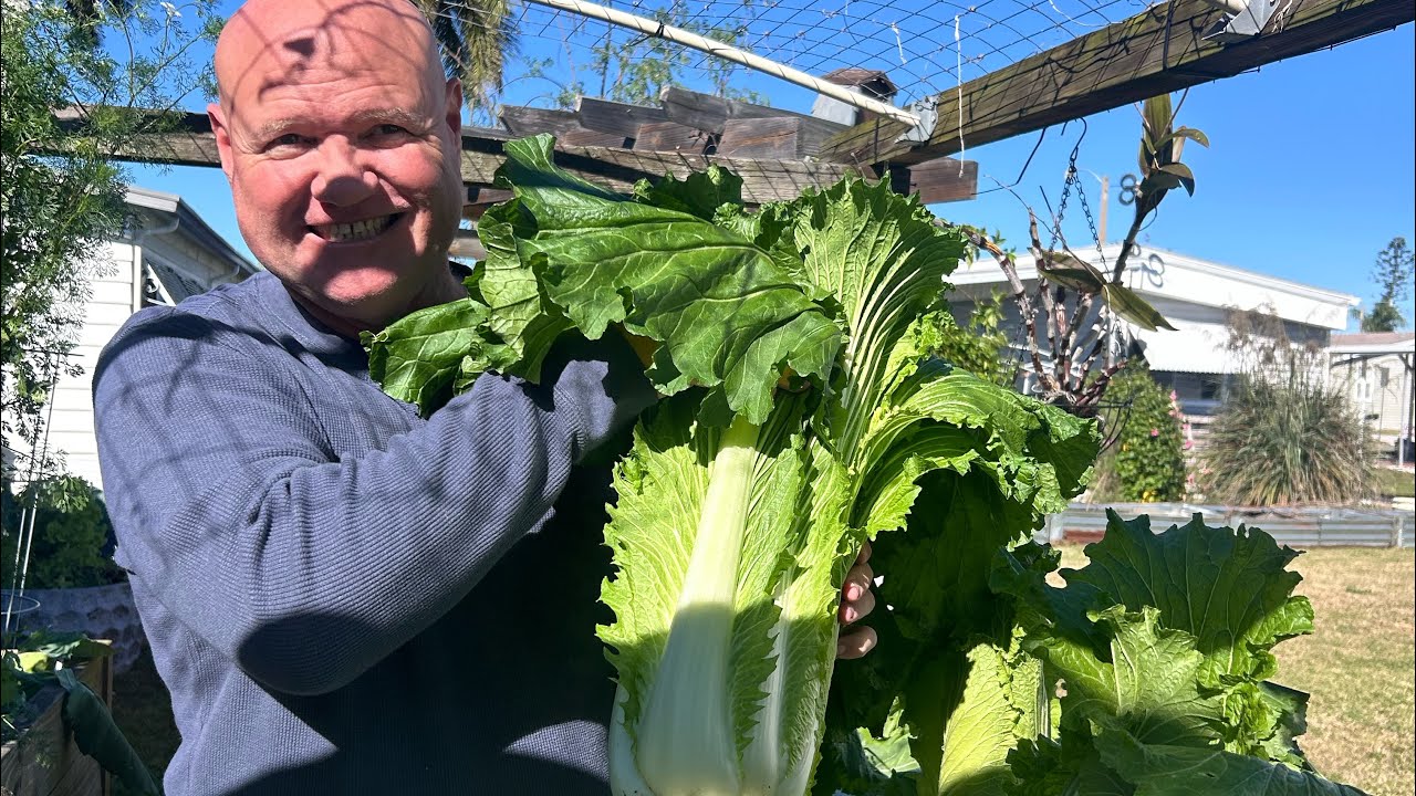 Harvested our Chinese cabbage for cabbage roll and soup 