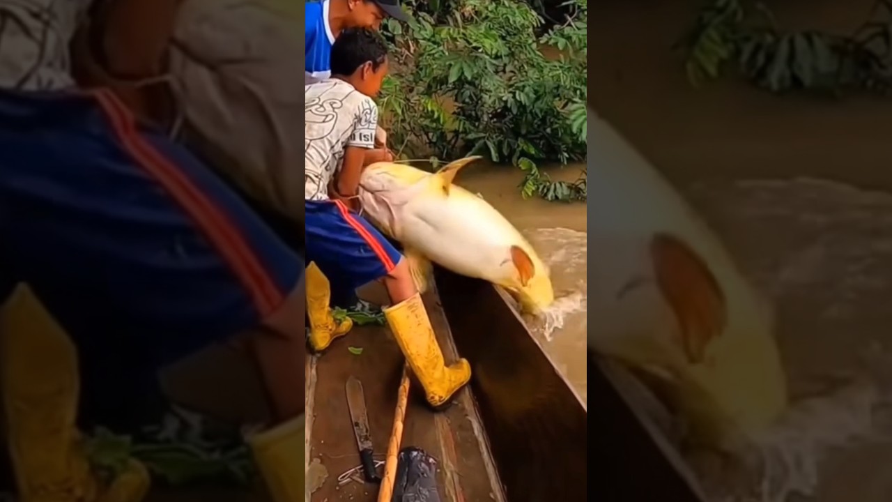 ikan baung terbesar di dunia 😱