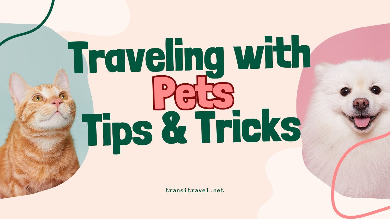 The Ultimate Guide to Pet Travel Safety!