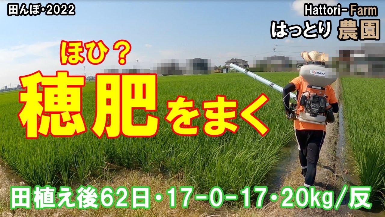 田植え後62日 穂肥(17-0-17)を追肥しました　田んぼ・2022 20220702