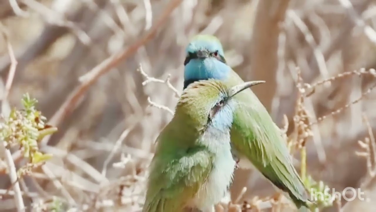 Nature Sounds - Birds Singing Without Music, 20 mints Bird Sounds Relaxation, Soothing Nature Sounds