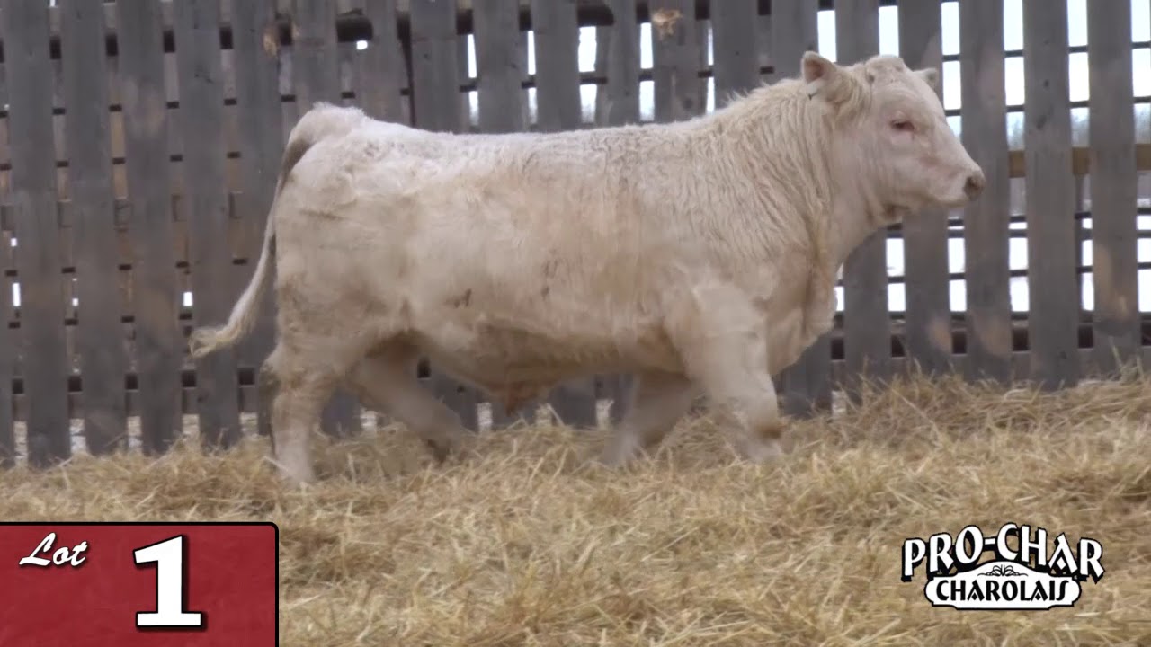 Lot 01 - ProChar 2020.mp4