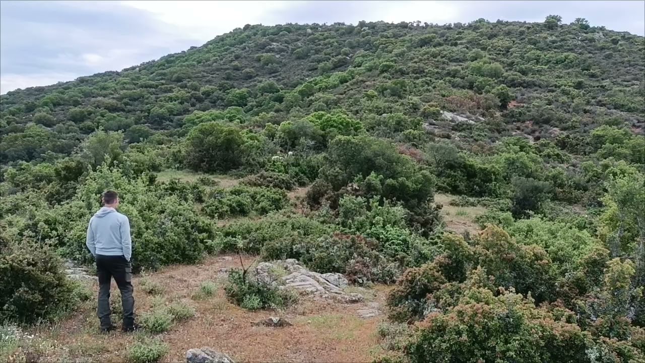 εκπαίδευση λαγού με porcelaine! χορτάσαμε διώξεις..και ξεφωλιασμα!