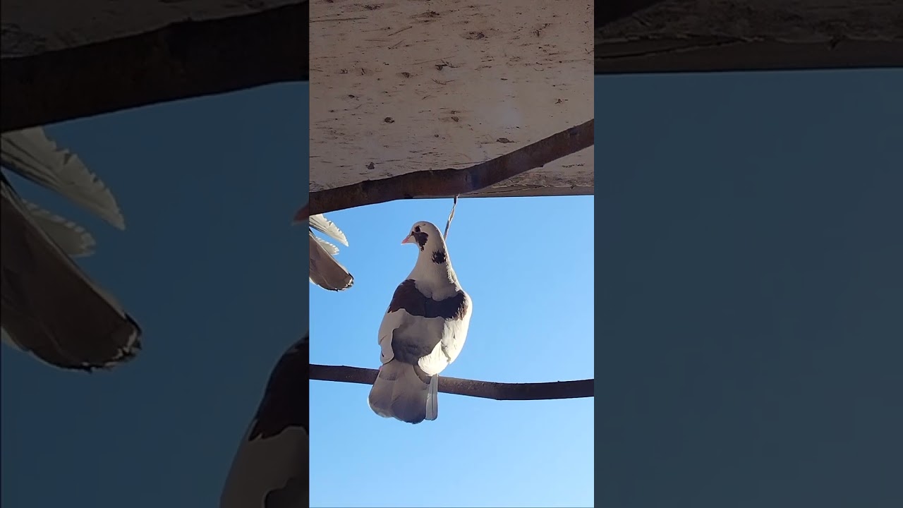 Новая птичка, понаблюдаю ещё,,,,