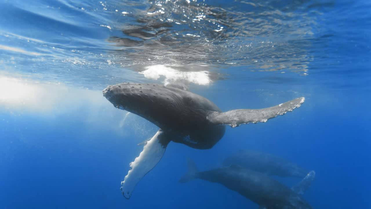 1 час китового звука