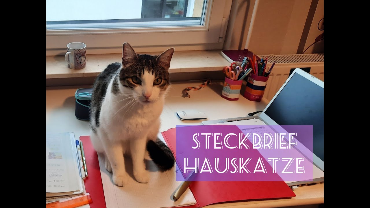 Steckbrief Kurzinfo Katzen