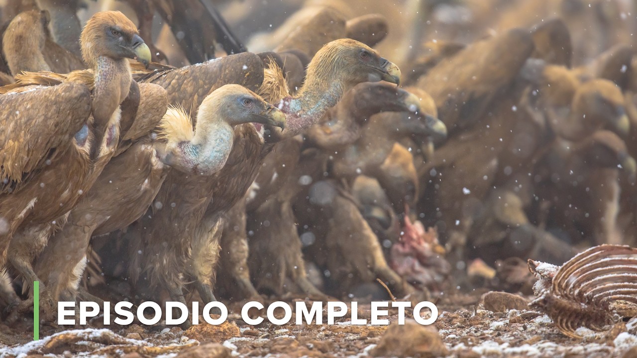 La caída de una jirafa, el festín de un buitre | Iconos de la Vida Silvestre 201