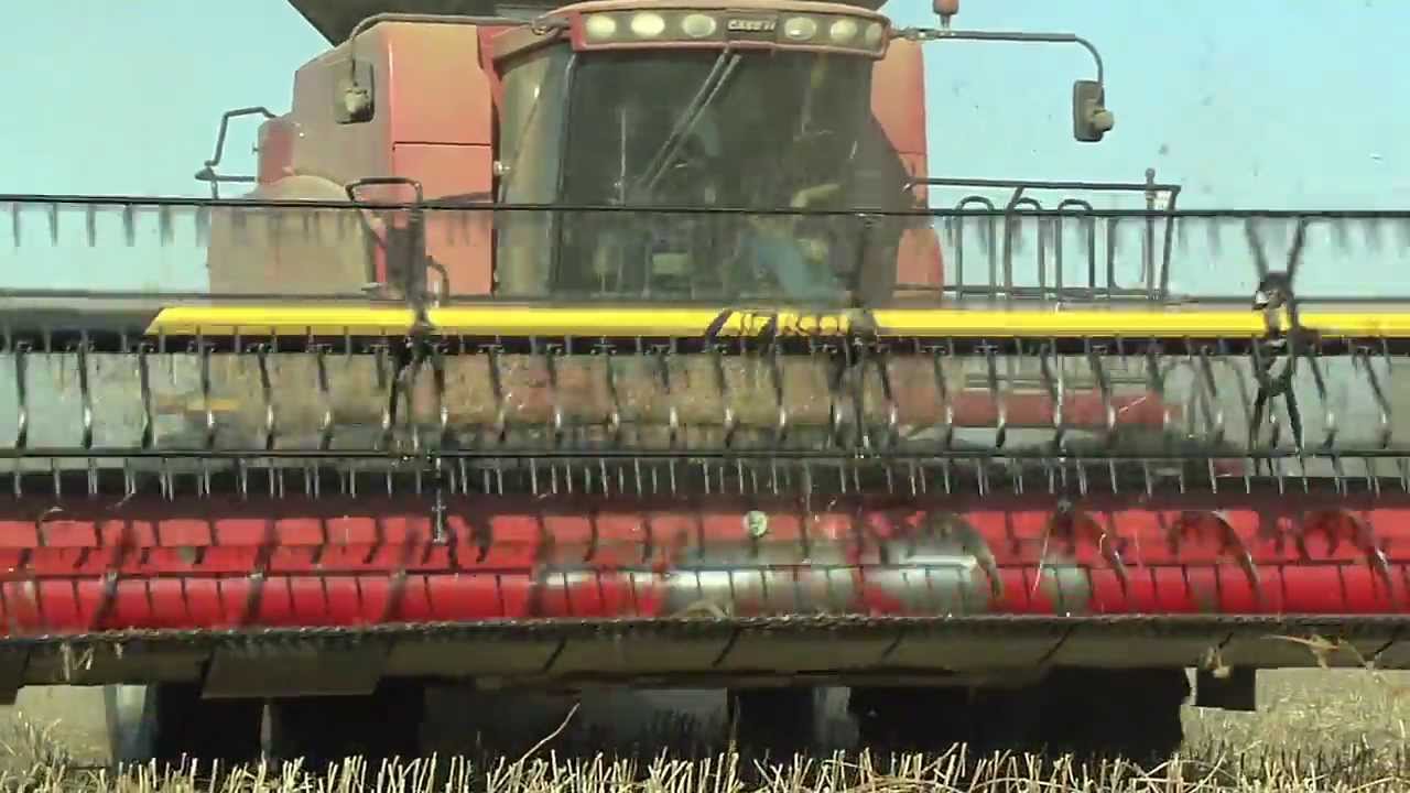 Sesame Now Being Grown Commercially In Georgia