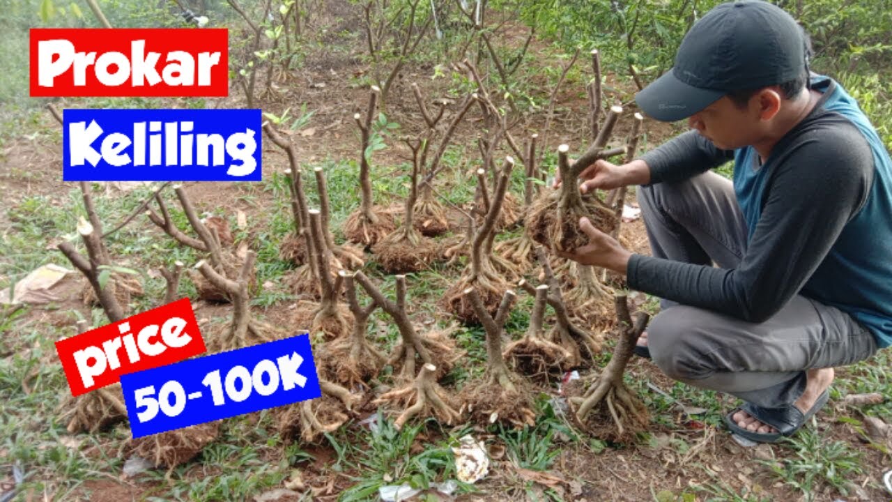 Panen Raya Anting Putri Hasil Budidaya di Kebun Sendiri, Harga Reseller Gaesss... !!