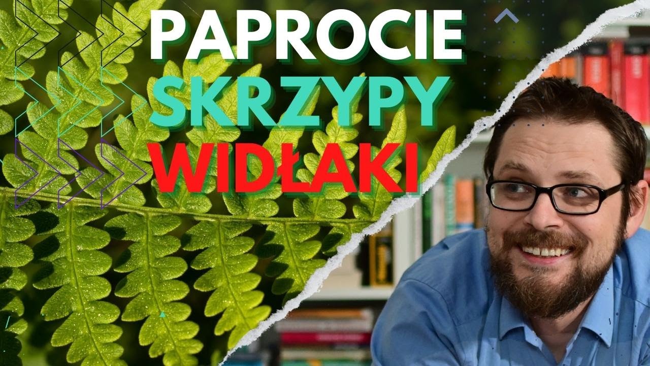 Paprocie, skrzypy i widłaki, czyli niegdyś paprotniki to ciekawe rośliny, z kilkoma ciekawostkami