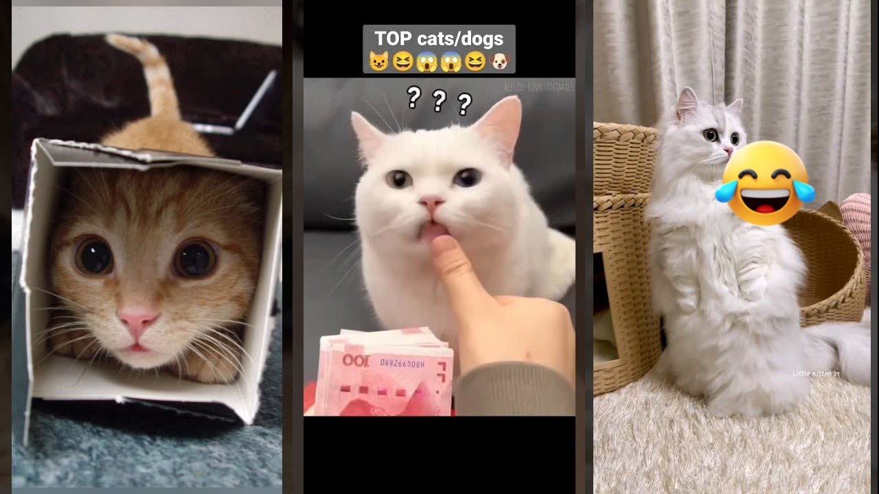Cat videos 🐕 cats meowing 🐈‍⬛ #FunnyCats Part 1243